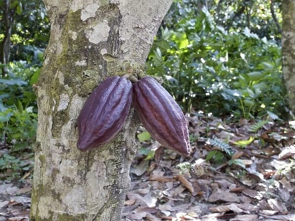 Venezuela. Chuao. In the forest: cocoa tree and fruits