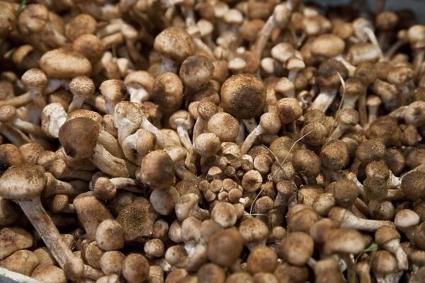 Venice, Veneto, Italy - A display of bulk mushrooms for sale in a market