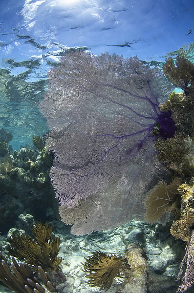 Venus Sea Fan (Gorgonia flabellum), Lighthouse Reef Atoll, Belize, Central America