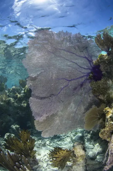 Framed Print : Venus Sea Fan (Gorgonia flabellum), Lighthouse Reef Atoll, Belize, Central America