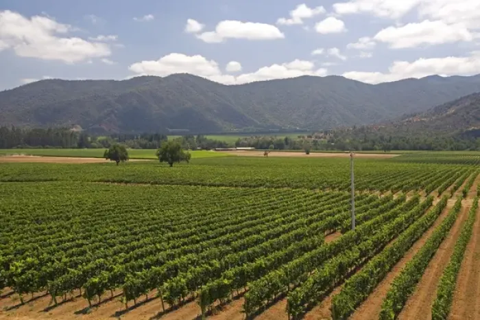 Framed Print : Veramonte vineyard near Santiago, Chile