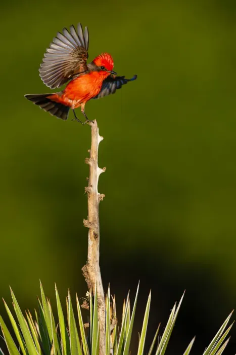 Framed Print : Vermilion Flycatcher (Pyrocephalus rubinus) landing Framed Print : Vermilion Flycatcher (Pyrocephalus rubinus) landing