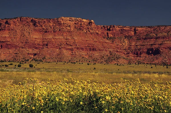 Vermillion Cliffs and Field of Yellow Flowers, Arizon; USA