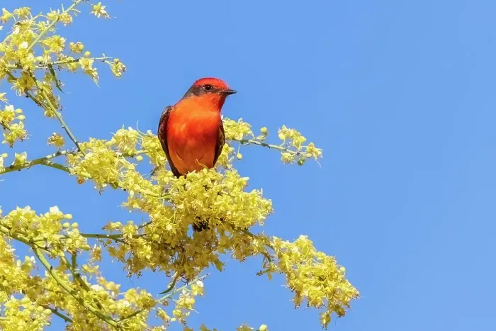 Framed Print : Vermillion flycatcher male in blooming mesquite tree, Pima County, Arizona Framed Print : Vermillion flycatcher male in blooming mesquite tree, Pima County, Arizona