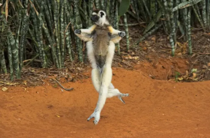 Framed Print : Verreauxs sifaka hopping, Propithecus verreauxi, Berenty Reserve, Madagascar