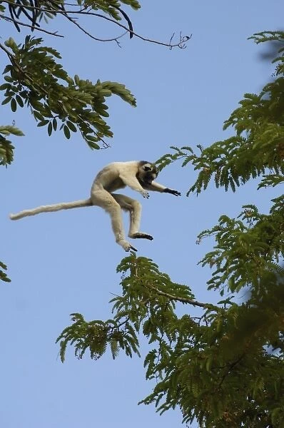 Verreauxs sifaka (Propithecus verreauxi) jumping across from one tree to another