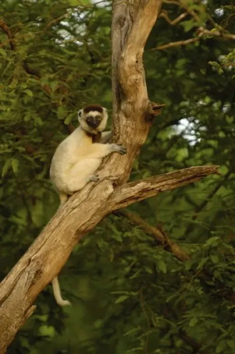 Framed Print : Verreauxs sifaka (Propithecus verreauxi). Berenty Reserve, Southern MADAGASCAR