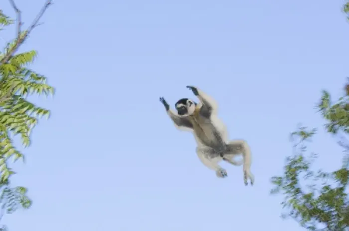 Framed Print : Verreauxs Sifaka, (Propithecus verreauxi), Berenty Reserve, MADAGASCAR