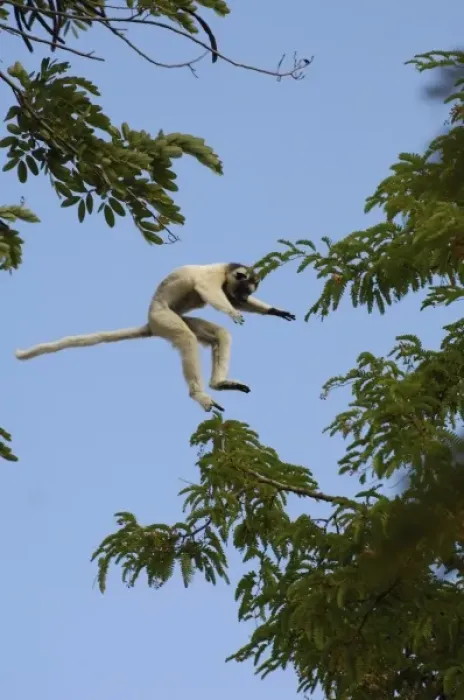 Framed Print : Verreauxs sifaka (Propithecus verreauxi) jumping across from one tree to another Framed Print : Verreauxs sifaka (Propithecus verreauxi) jumping across from one tree to another