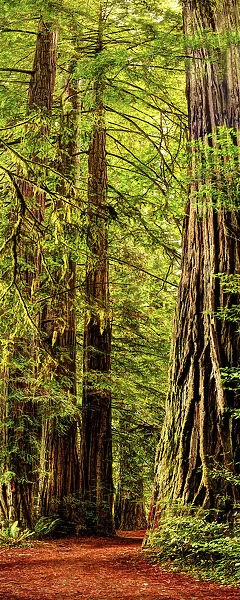 Vertical panoramic of giant Redwood trees in Redwood National Park, California