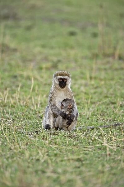 Vervet monkey with baby, Serengeti National Park, Tanzania, Chlorocebus pygerythru