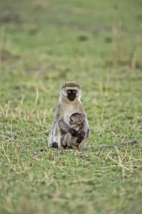Framed Print : Vervet monkey with baby, Serengeti National Park, Tanzania, Chlorocebus pygerythru Framed Print : Vervet monkey with baby, Serengeti National Park, Tanzania, Chlorocebus pygerythru
