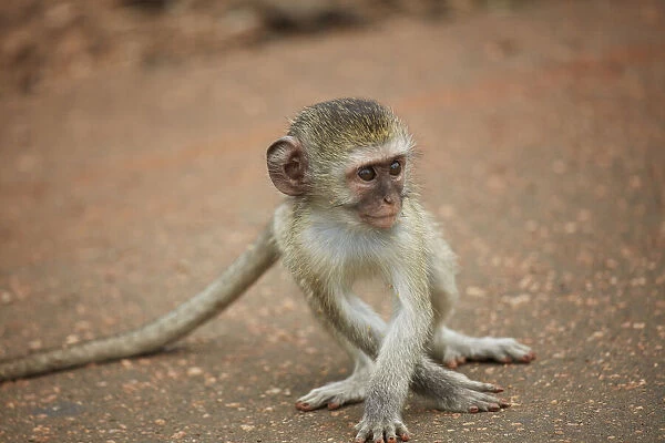 Vervet Monkey infant (Chlorocebus pygerythrus), Kruger National Park, South Africa
