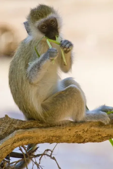 Framed Print : A Vervet Monkey at Samburu NP, Kenya Framed Print : A Vervet Monkey at Samburu NP, Kenya
