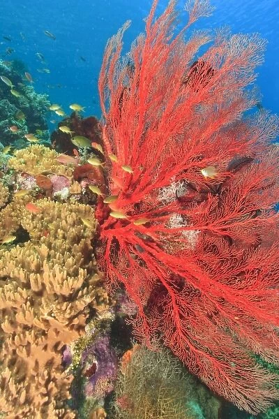 Vibrant Sea Fan and schooling Anthias fish (Pseudanthias squamipinnis) Raja Ampat region of Papua