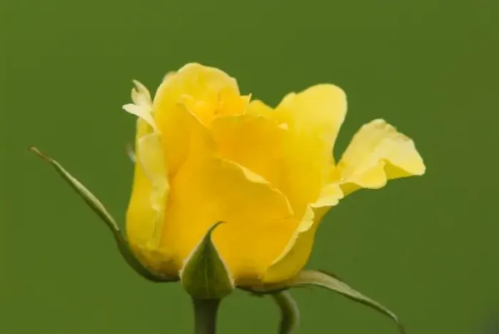 Framed Print : Vibrant yellow rose bloom contrasts rich green background. In Victorian times yellow Framed Print : Vibrant yellow rose bloom contrasts rich green background. In Victorian times yellow