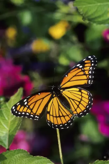 Framed Print : Viceroy butterfly (Limenitis archippus) on Lantana (Lantana sp. ) Marion Co. IL