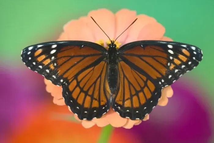Framed Print : Viceroy Butterfly a mimic of the Monarch butterfly, Limenitis archippus