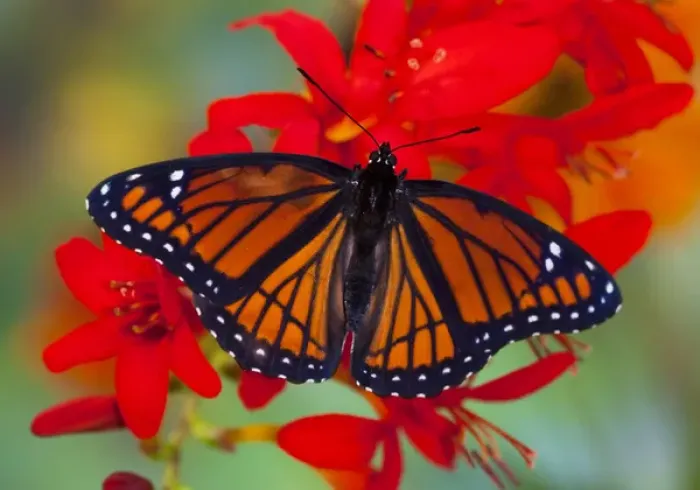 Framed Print : Viceroy Butterfly a mimic of the Monarch butterfly, Limenitis archippus Framed Print : Viceroy Butterfly a mimic of the Monarch butterfly, Limenitis archippus