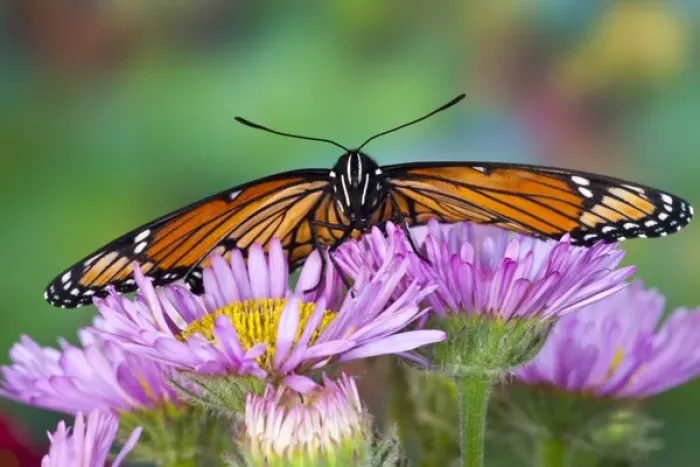 Framed Print : Viceroy Butterfly a mimic of the Monarch butterfly, Limenitis archippus Framed Print : Viceroy Butterfly a mimic of the Monarch butterfly, Limenitis archippus