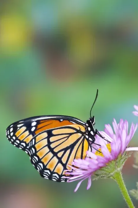 Framed Print : Viceroy Butterfly a mimic of the Monarch butterfly, Limenitis archippus