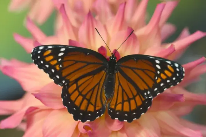 Framed Print : Viceroy Butterfly a mimic of the Monarch butterfly, Limenitis archippus