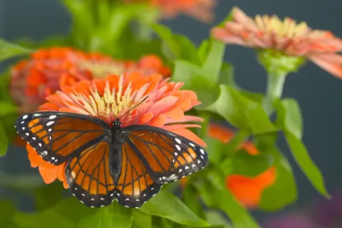Framed Print : Viceroy Butterfly that mimics the Monarch Butterfly Framed Print : Viceroy Butterfly that mimics the Monarch Butterfly