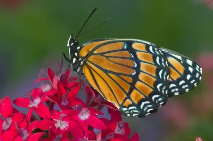 Framed Print : Viceroy Butterfly that mimics the Monarch Butterfly Framed Print : Viceroy Butterfly that mimics the Monarch Butterfly