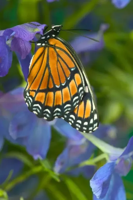 Framed Print : Viceroy Butterfly that mimics the Monarch Butterfly Framed Print : Viceroy Butterfly that mimics the Monarch Butterfly