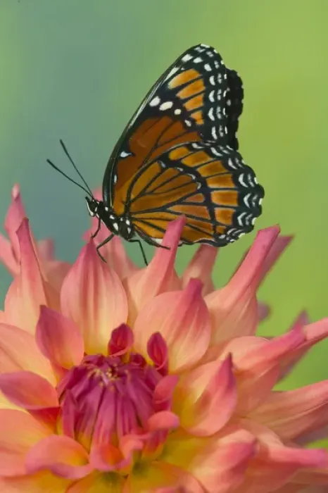 Framed Print : Viceroy Butterfly that mimics the Monarch Butterfly Framed Print : Viceroy Butterfly that mimics the Monarch Butterfly