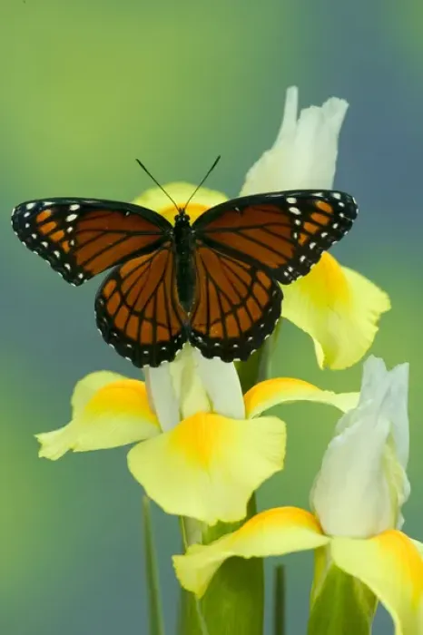 Framed Print : Viceroy Butterfly that mimics the Monarch Butterfly Framed Print : Viceroy Butterfly that mimics the Monarch Butterfly