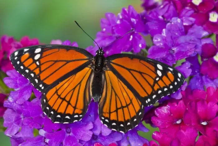 Framed Print : Viceroy Butterfly that mimics the Monarch Butterfly Framed Print : Viceroy Butterfly that mimics the Monarch Butterfly