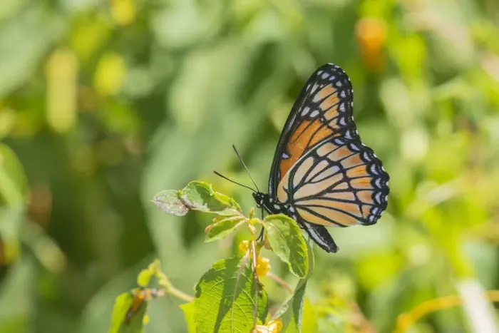 Framed Print : Viceroy (Limenitis archippus) in prairie Marion County, Illinois Framed Print : Viceroy (Limenitis archippus) in prairie Marion County, Illinois