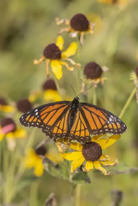 Framed Print : Viceroy (Limenitis arthemis) on Sneezeweed (Helenium sp. ), Effingham County, Illinois Framed Print : Viceroy (Limenitis arthemis) on Sneezeweed (Helenium sp. ), Effingham County, Illinois