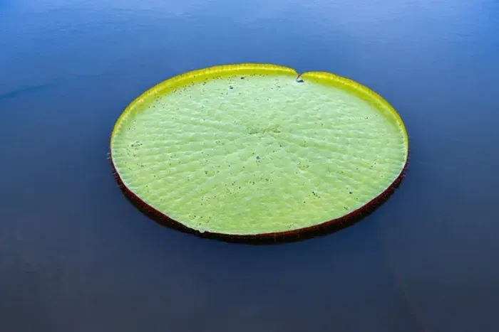 Framed Print : Victoria amazonica lily pad on Rupununi River, southern Guyana Framed Print : Victoria amazonica lily pad on Rupununi River, southern Guyana
