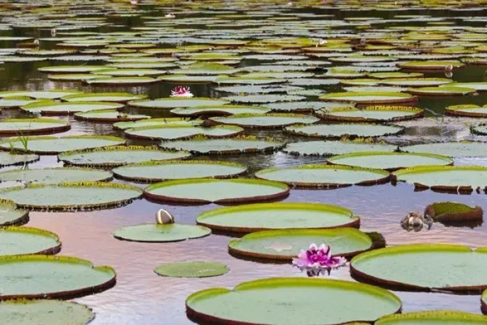 Framed Print : Victoria amazonica lily pads and flowers on Rupununi River, southern Guyana Framed Print : Victoria amazonica lily pads and flowers on Rupununi River, southern Guyana