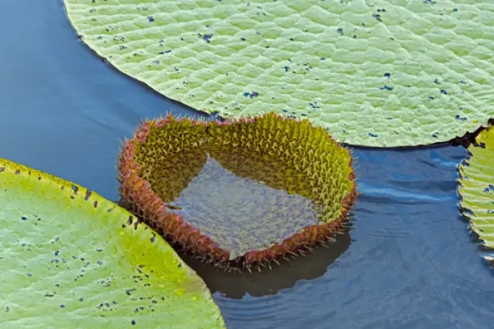 Framed Print : Victoria amazonica lily pads, new leaf, on Rupununi River, southern Guyana Framed Print : Victoria amazonica lily pads, new leaf, on Rupununi River, southern Guyana