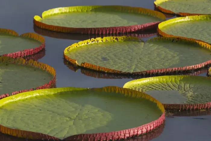Framed Print : Victoria amazonica lily pads on Rupununi River, southern Guyana Framed Print : Victoria amazonica lily pads on Rupununi River, southern Guyana