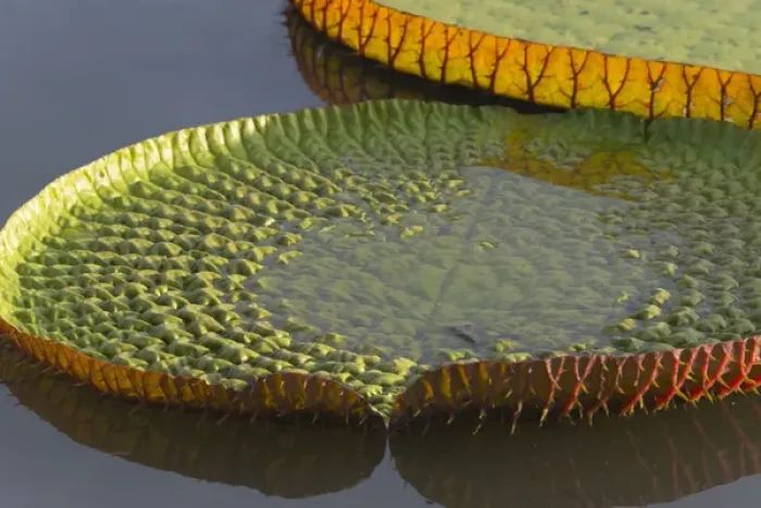 Framed Print : Victoria amazonica lily pads on Rupununi River, southern Guyana