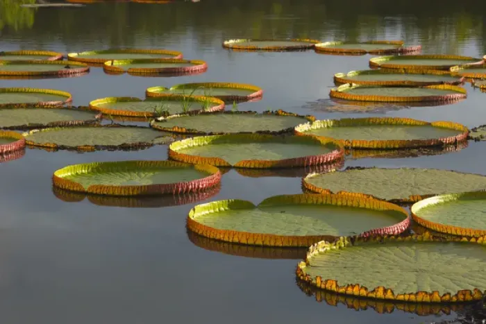 Framed Print : Victoria amazonica lily pads on Rupununi River, southern Guyana Framed Print : Victoria amazonica lily pads on Rupununi River, southern Guyana