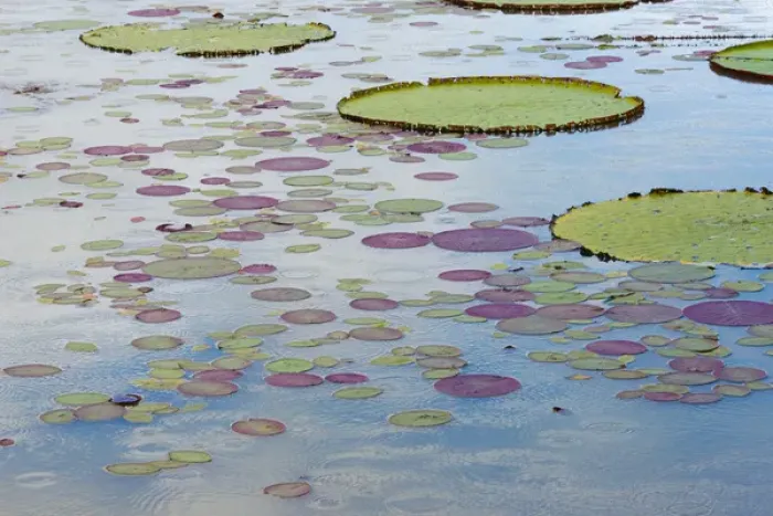 Framed Print : Victoria amazonica lily pads on Rupununi River, southern Guyana Framed Print : Victoria amazonica lily pads on Rupununi River, southern Guyana