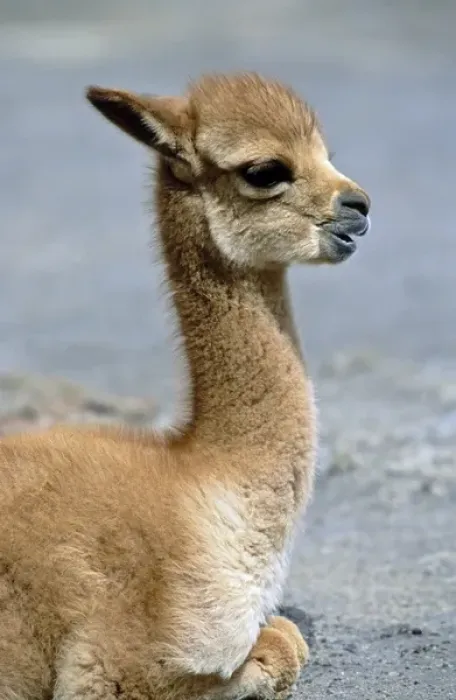 Framed Print : Vicuna (Vicugna vicugna), Altiplano, Chile Framed Print : Vicuna (Vicugna vicugna), Altiplano, Chile