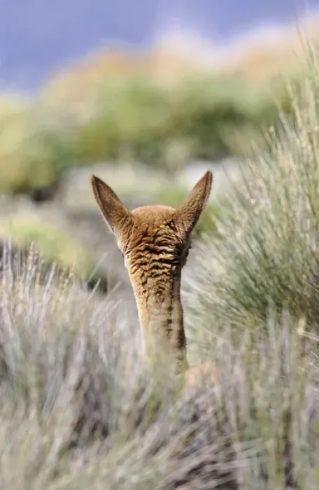 Framed Print : Vicuna (Vicugna vicugna), Altiplano, Chile Framed Print : Vicuna (Vicugna vicugna), Altiplano, Chile