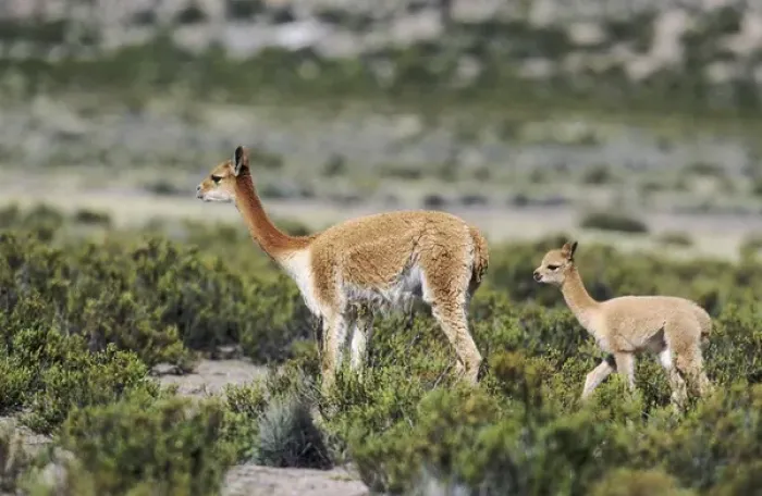 Framed Print : Vicuna (Vicugna vicugna), Altiplano, Chile Framed Print : Vicuna (Vicugna vicugna), Altiplano, Chile