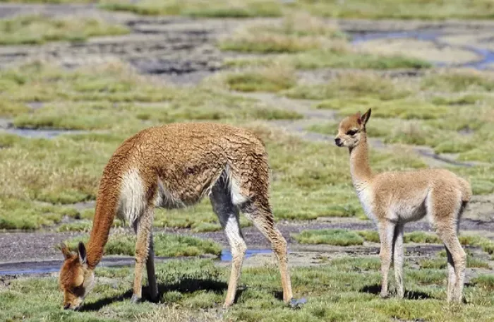 Framed Print : Vicuna (Vicugna vicugna), Altiplano, Chile Framed Print : Vicuna (Vicugna vicugna), Altiplano, Chile