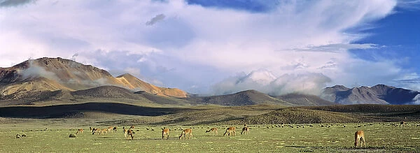 Vicuna (Vicugna vicugna), Altiplano, Chile