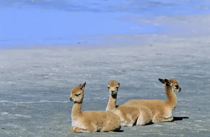 Framed Print : Vicuna (Vicugna vicugna), Altiplano, Chile