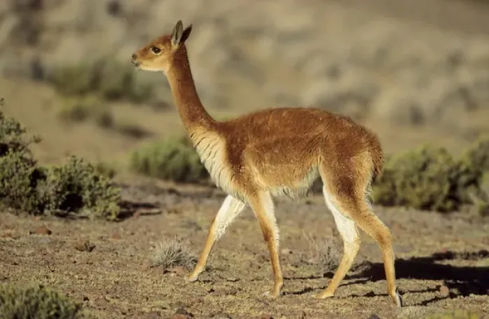 Framed Print : Vicuna (Vicugna vicugna), Altiplano, Chile Framed Print : Vicuna (Vicugna vicugna), Altiplano, Chile