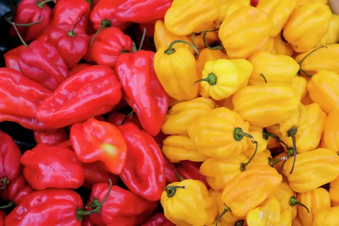 Framed Print : Vienna, Austria. Hot habaneros at the Naschmarkt Framed Print : Vienna, Austria. Hot habaneros at the Naschmarkt