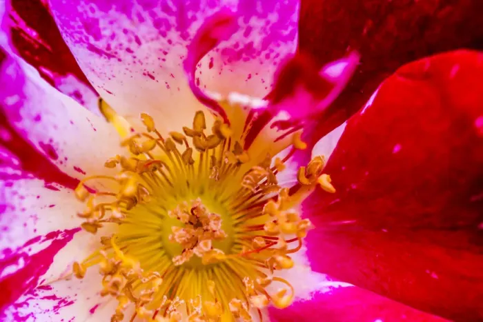 Framed Print : Vienna, Virginia, Yellow, magenta, red, and white petals of a wild rose Framed Print : Vienna, Virginia, Yellow, magenta, red, and white petals of a wild rose
